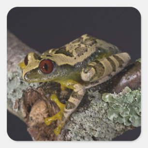 Afrikaanse rode ogen Treefrog, Leptopelis Vierkante Sticker