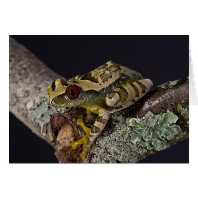 Afrikaanse Rode Oog Boomkikker, Leptopelis (Voorkant Horizontaal)