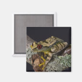 Afrikaanse Rode Oog Boomkikker, Leptopelis Magneet (Voorkant / Achterkant)