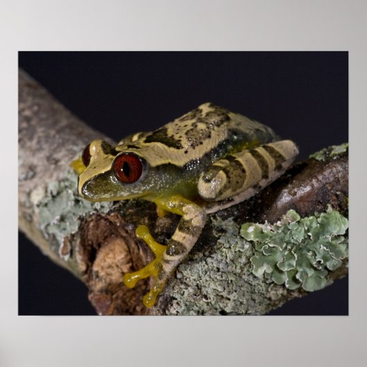 Afrikaanse Rode Oog Boomkikker, Leptopelis Poster (Voorkant)