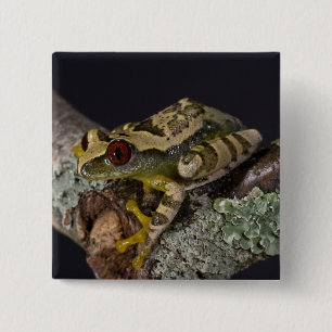 Afrikaanse Rode Oog Boomkikker, Leptopelis Vierkante Button 5,1 Cm
