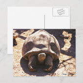 Afrikaanse rode schildpad briefkaart (Voorkant / Achterkant)