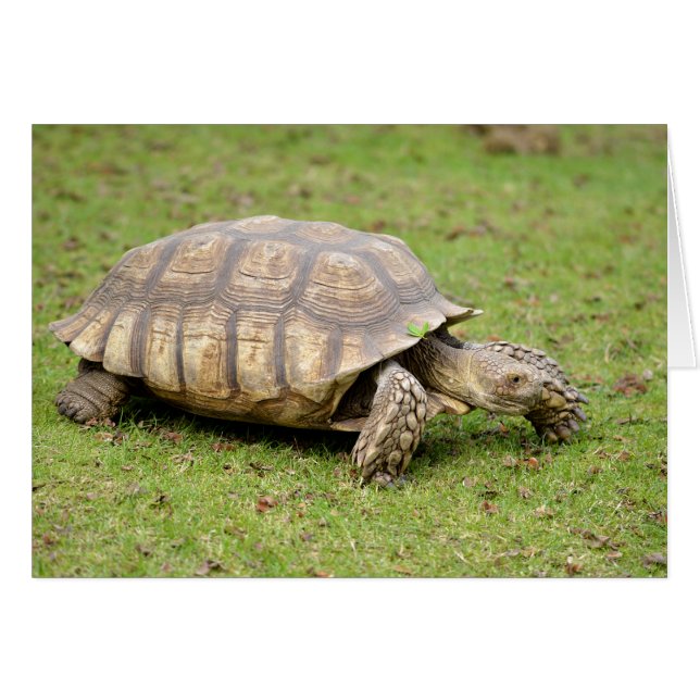Afrikaanse rode schildpad op gras (Voorkant Horizontaal)