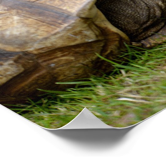Afrikaanse rode schildpad op gras poster (Hoek)