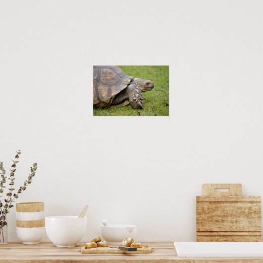Afrikaanse rode schildpad op gras poster (Keuken)