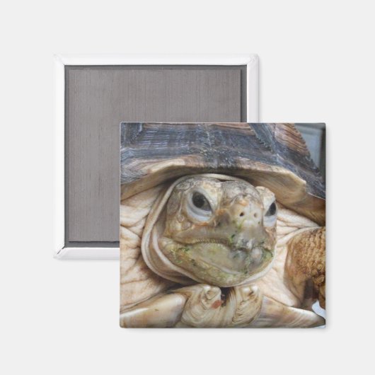 Afrikaanse rode schildpad, Sulcata, Face Close Magneet (Voorkant / Achterkant)