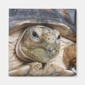 Afrikaanse rode schildpad, Sulcata, Face Close Magneet (Voorkant)