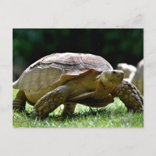 Afrikaanse rode tortoise op gras briefkaart