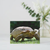 Afrikaanse rode tortoise op gras briefkaart (Staand voorkant)