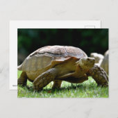 Afrikaanse rode tortoise op gras briefkaart (Voorkant / Achterkant)