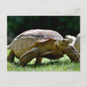 Afrikaanse rode tortoise op gras briefkaart (Voorkant)
