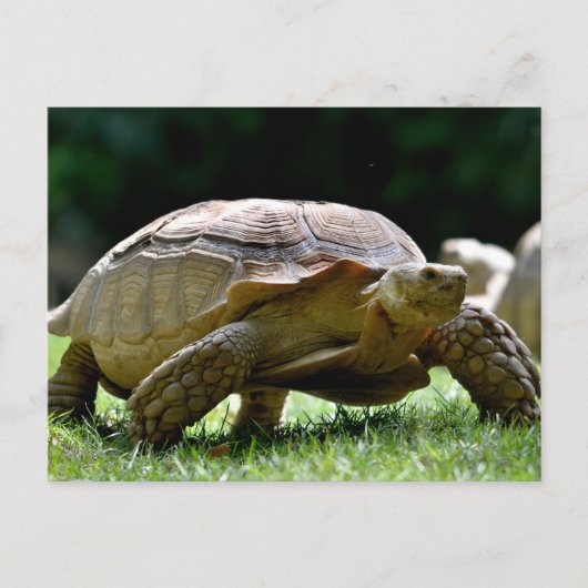 Afrikaanse rode tortoise op gras briefkaart (Voorkant)