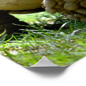 Afrikaanse rode tortoise op gras briefkaart poster (Hoek)