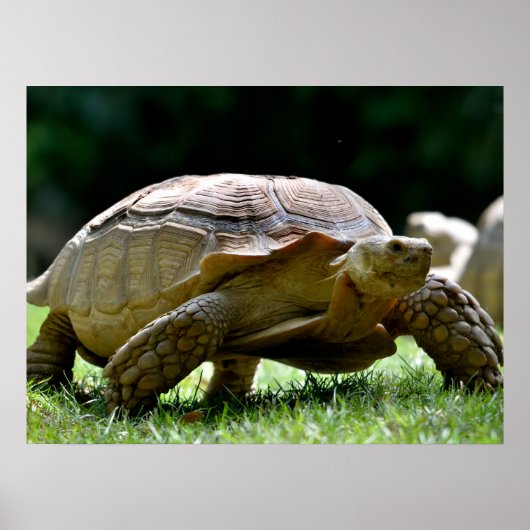 Afrikaanse rode tortoise op gras briefkaart poster (Voorkant)