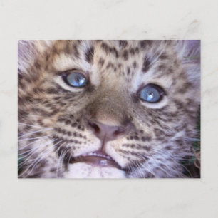 Afrikaanse Safari Bestemming Schattige Katten Luip Briefkaart
