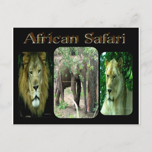 Afrikaanse Safari Briefkaart (Voorkant)