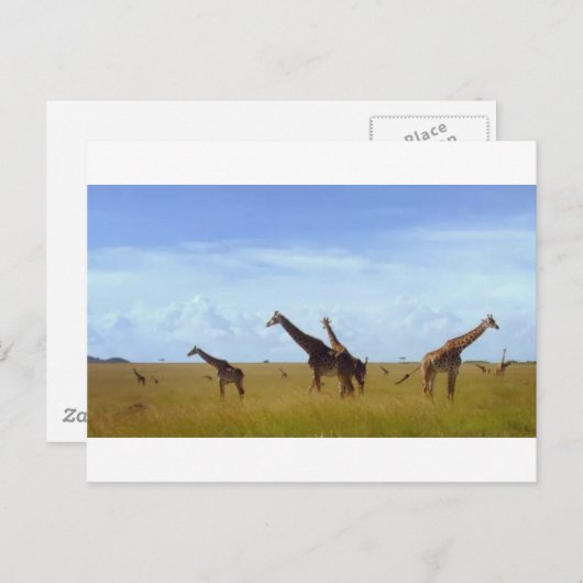 Afrikaanse Safari Giraffes Briefkaart (Voorkant / Achterkant)