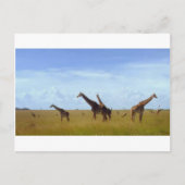 Afrikaanse Safari Giraffes Briefkaart (Voorkant)