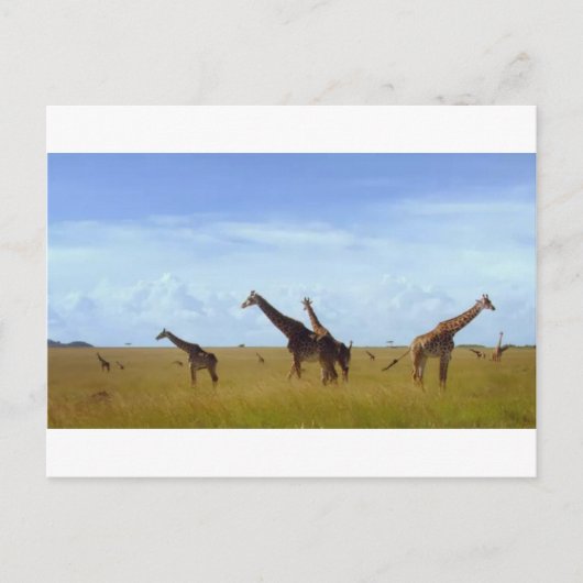 Afrikaanse Safari Giraffes Briefkaart (Voorkant)