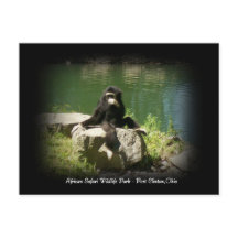 Afrikaanse Safari Wildlife Ohio Briefkaart