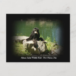 Afrikaanse Safari Wildlife Ohio Briefkaart