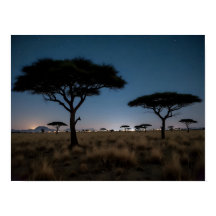 Afrikaanse Savanne Acacia Bomen Sterren Nacht Land