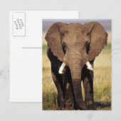 Afrikaanse savanneolifant briefkaart (Voorkant / Achterkant)