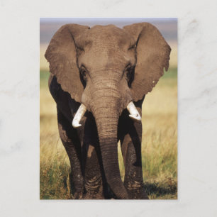 Afrikaanse savanneolifant briefkaart