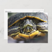 Afrikaanse schildpad briefkaart (Voorkant / Achterkant)