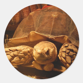 Afrikaanse schildpad ronde sticker