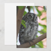 Afrikaanse Scops slapen in een boom Bedankkaart (Voorkant / Achterkant)