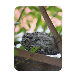Afrikaanse Scops slapen in een boom Magneet