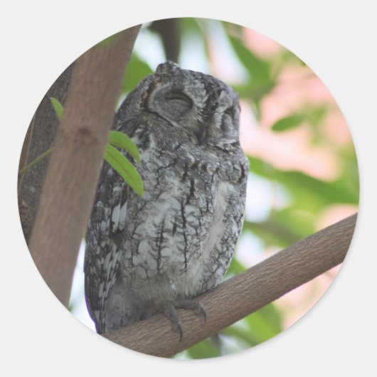 Afrikaanse Scops slapen in een boom Ronde Sticker (Voorkant)