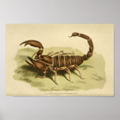  Afrikaanse Scorpion Natural History print (Voorkant)