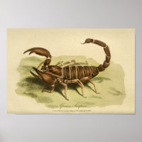Afrikaanse Scorpion Natural History print