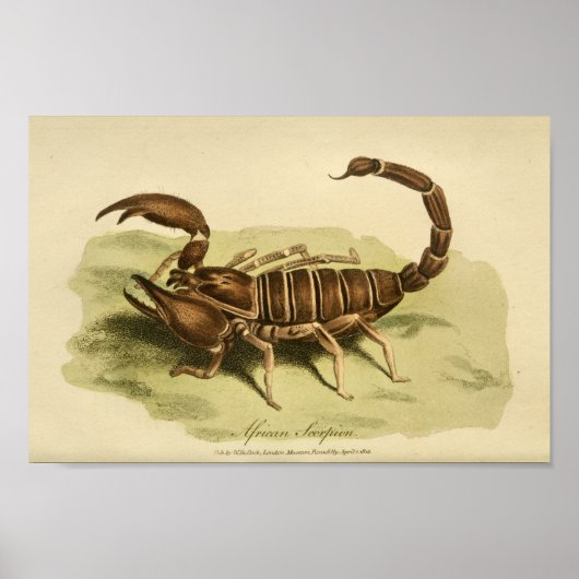 Afrikaanse Scorpion Natural History print (Voorkant)