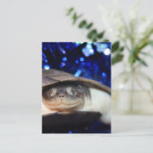 Afrikaanse Sideneck Turtle Kijkend naar camera Briefkaart (Staand voorkant)