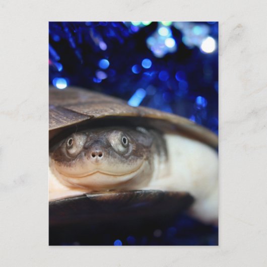 Afrikaanse Sideneck Turtle Kijkend naar camera Briefkaart (Voorkant)