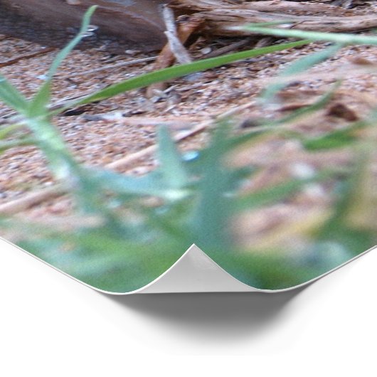 Afrikaanse slak poster (Hoek)