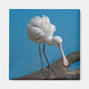 Afrikaanse Spoonbill Magnet