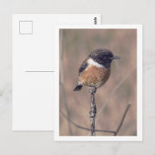 Afrikaanse Stonechat Bird Briefkaart (Voorkant / Achterkant)