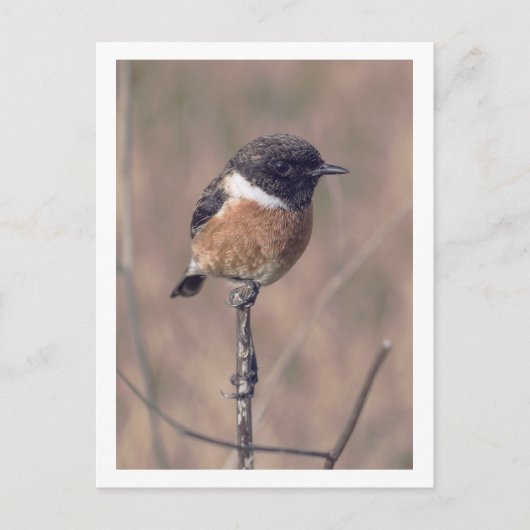 Afrikaanse Stonechat Bird Briefkaart (Voorkant)