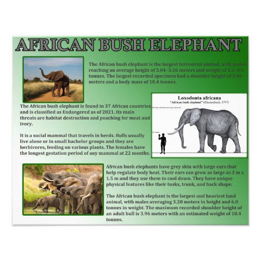 Afrikaanse Struik Elephant Foto Afdruk (Voorkant)