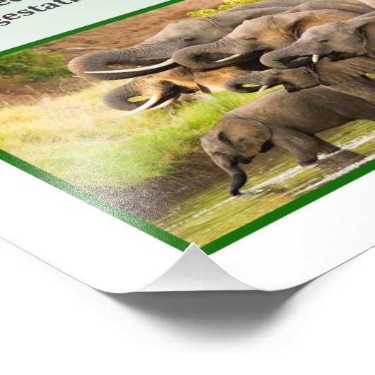 Afrikaanse Struik Elephant Foto Afdruk (Hoek)