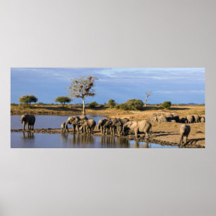 Afrikaanse Struik Elephant (Loxodonta Afriana) Her Poster