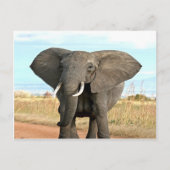 Afrikaanse Struik Elephant Marching to Succesdoel Briefkaart (Voorkant)