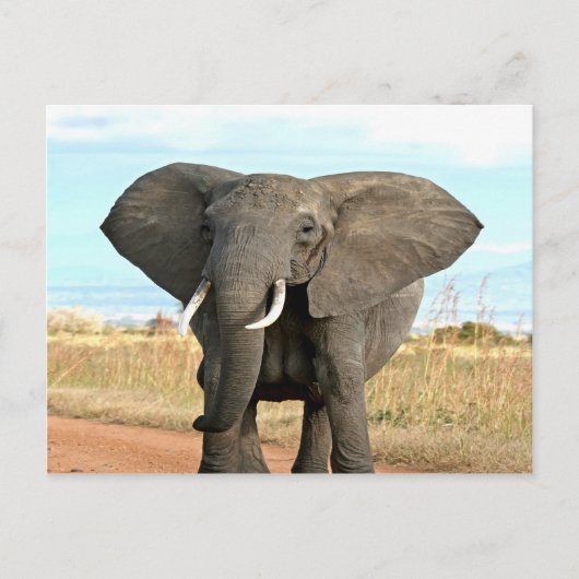 Afrikaanse Struik Elephant Marching to Succesdoel Briefkaart (Voorkant)