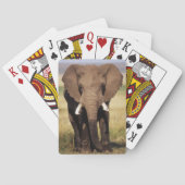 Afrikaanse Struik Elephant Pokerkaarten (Achterkant)