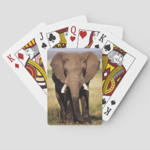 Afrikaanse Struik Elephant Pokerkaarten