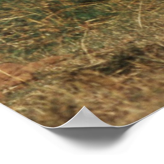 Afrikaanse Struik Elephant Poster (Hoek)